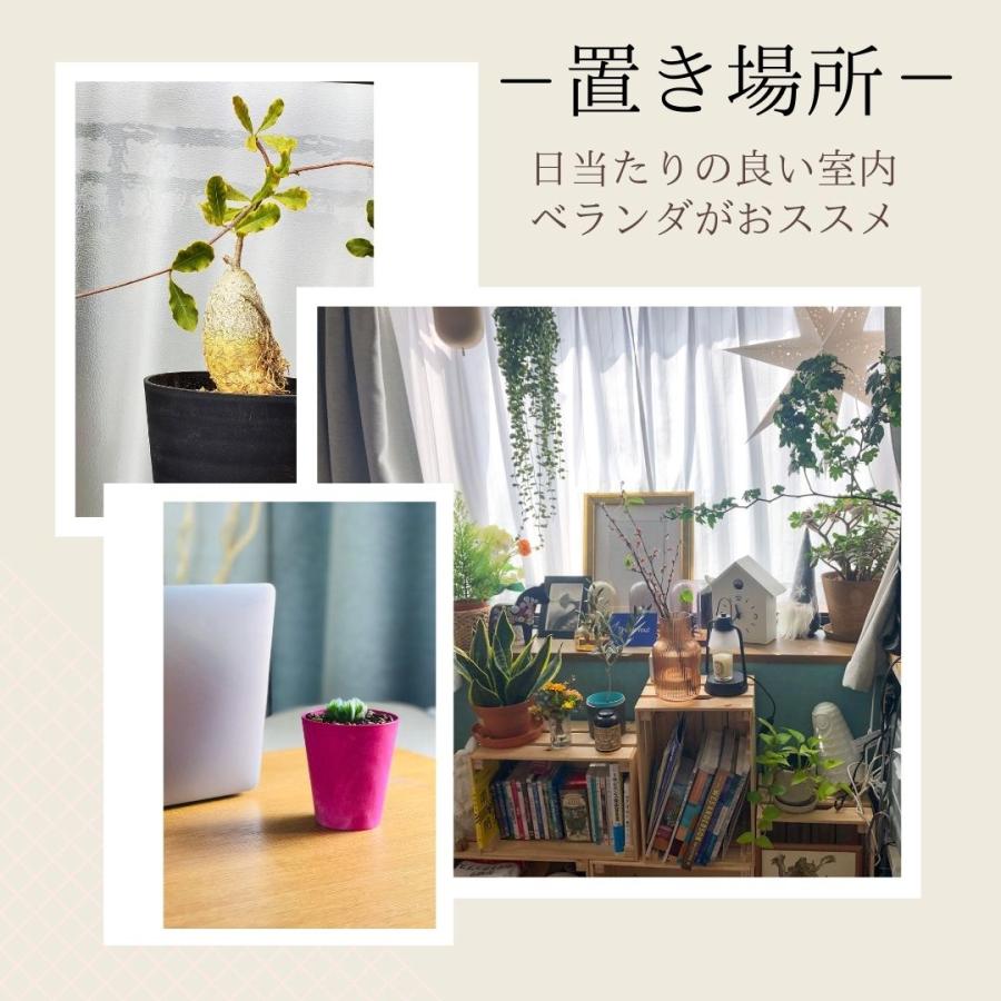 ピンク鉢付き  観葉植物 小さい オシャレ ハオルチア トゥルンカータ 玉扇 サンスベリア センセベリア ガジュマル ポトス エケベリア｜erioquest｜08