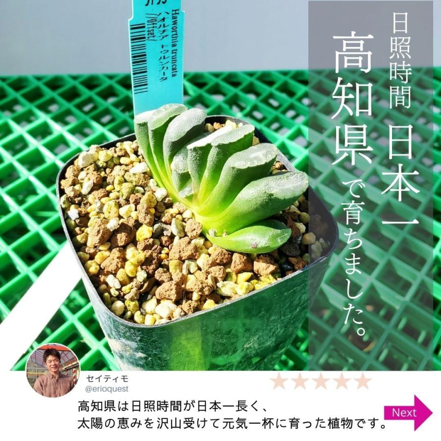 多肉植物 ハオルチア トゥルンカータ 玉扇 haworthia truncata 多肉植物 ハオルチア トゥルンカータ 玉扇 haworthia truncata