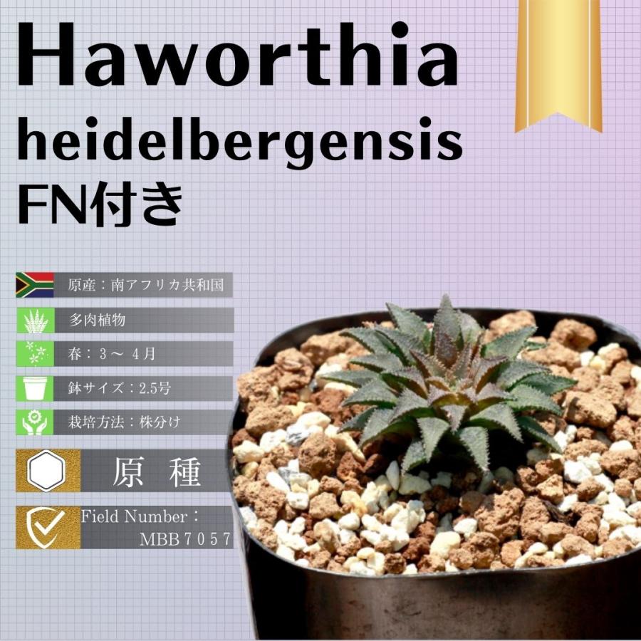 多肉 植物 ハオルチア 観葉植物 オシャレ ヘイデルベルゲンシス スカブラ変種 Mbb7057 Haworthia Heidelbergensis 241 Vars Mbb7 Erioquest 通販 Yahoo ショッピング
