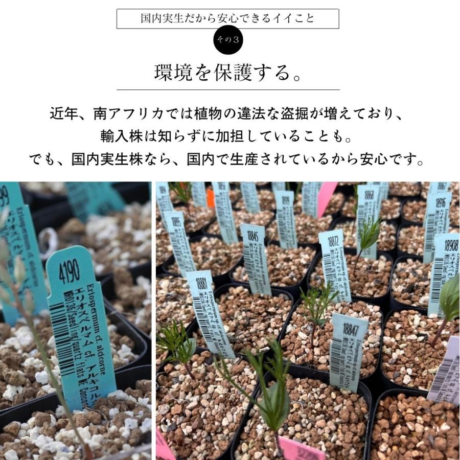 エリオスペルマム　アルキコルネ isla del pescado - Eriospermum alcicorne-エリオスペルマム