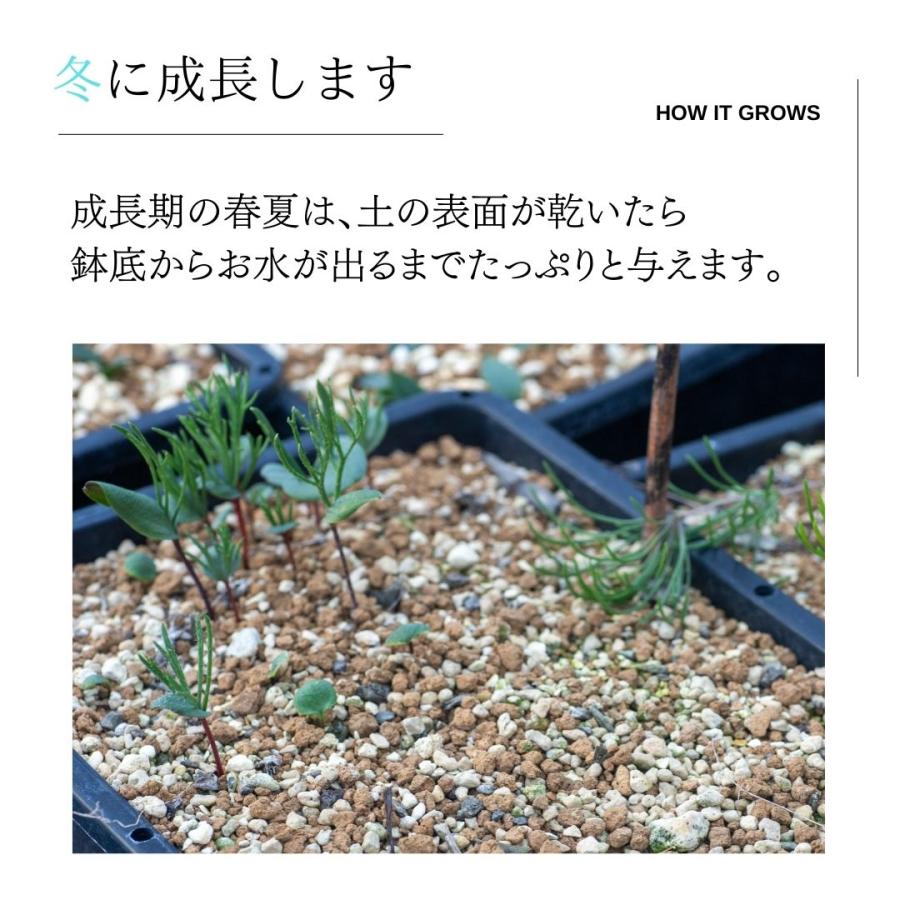 エリオスペルマム　アルキコルネ isla del pescado - Eriospermum alcicorne-エリオスペルマム