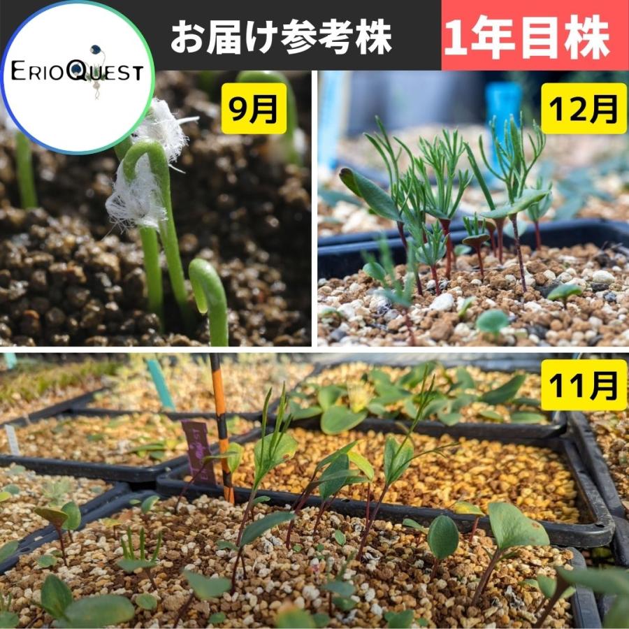 エリオスペルマム　アルキコルネ isla del pescado - Eriospermum alcicorne-エリオスペルマム