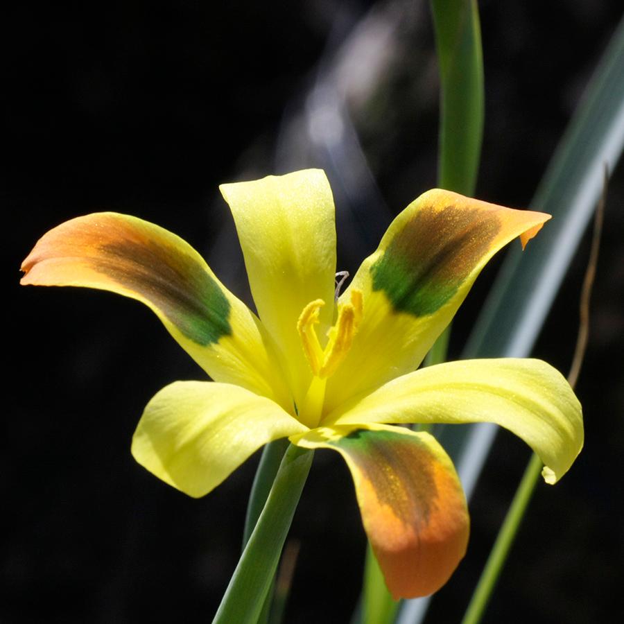 モラエア エレガンス オレンジイエロー Moraea Elegans Orange Yerrow 275 Eleg Eq27 Erioquest 通販 Yahoo ショッピング