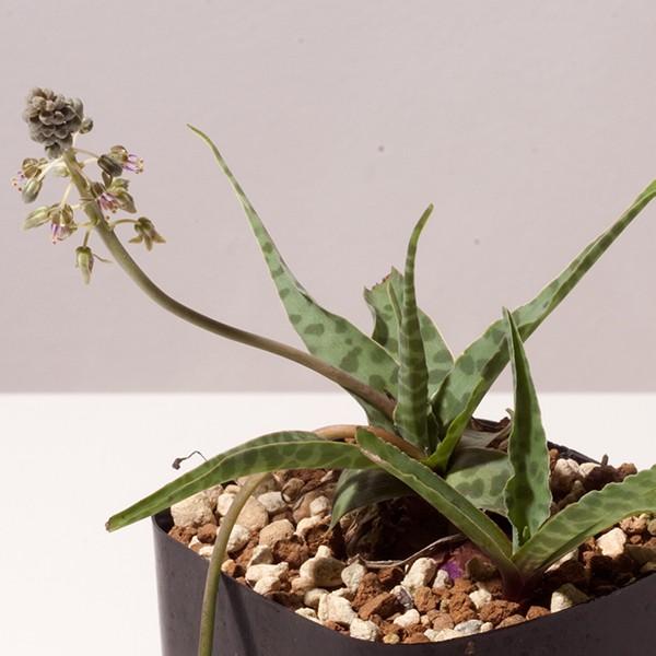 レデボウリア 不明種 種類 通販 珍奇 珍しい 植物 豹 Ledebouria Sp Ib135 280 Unid Ib13 Erioquest 通販 Yahoo ショッピング