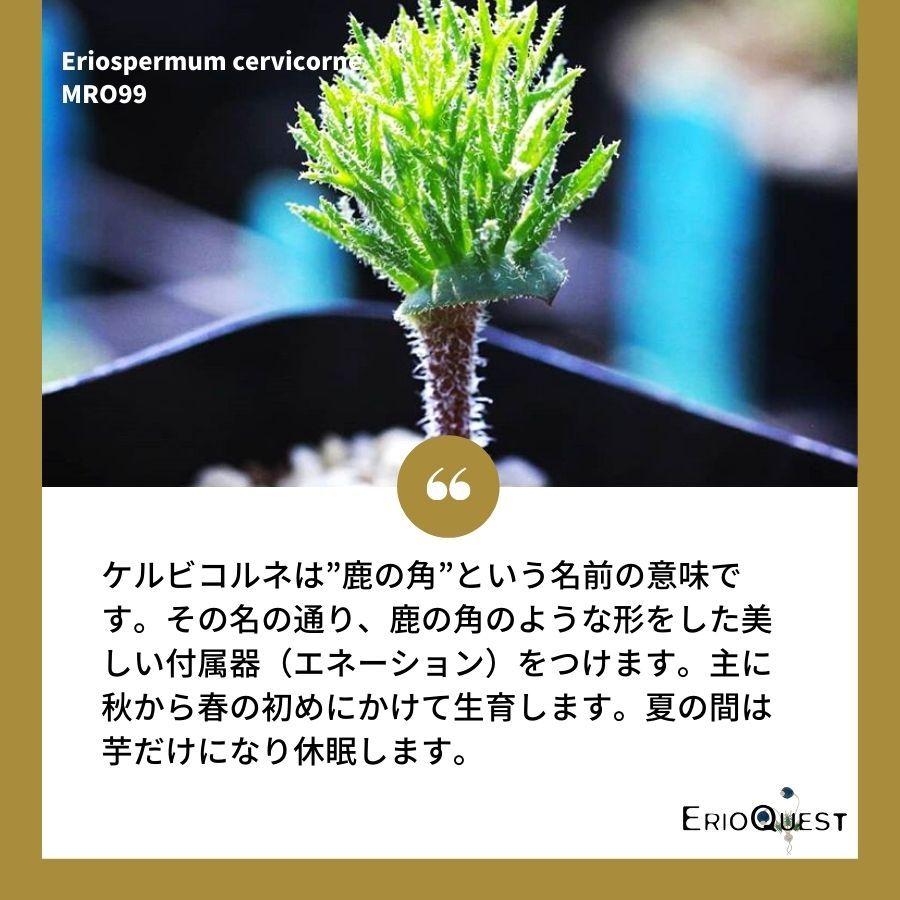 エリオスペルマム ケルビコルネ Eriospermum cervicorne MRO99 エリオスペルマム ケルビコルネ Eriospermum cervicorne MRO99
