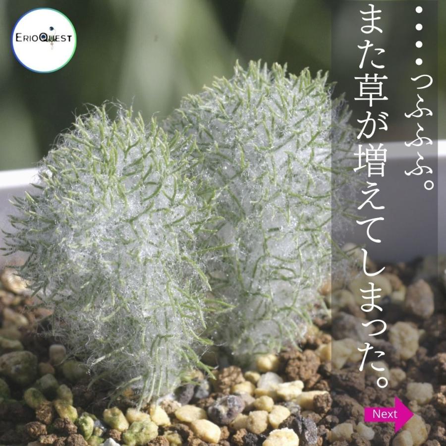 エリオスペルマム パラドクスム 霧氷玉 Eriospermum paradoxum エリオスペルマム パラドクスム 霧氷玉 Eriospermum paradoxum