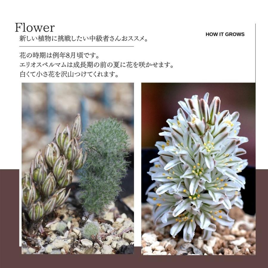 エリオスペルマム パラドクスム 霧氷玉 Eriospermum paradoxum エリオスペルマム パラドクスム 霧氷玉 Eriospermum paradoxum