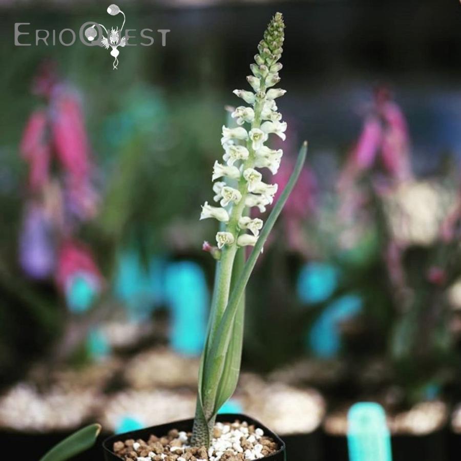 ラケナリア メディアナ Lachenalia mediana DMC10319｜erioquest