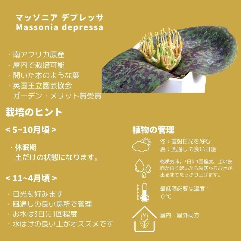 多肉植物 ケープバルブ 観葉植物 小さい 珍奇植物 ビザールプランツ 南アフリカ 球根 マッソニア デプレッサ Type Shs Massonia Depressa Type Shs 296 Depr Type Erioquest 通販 Yahoo ショッピング