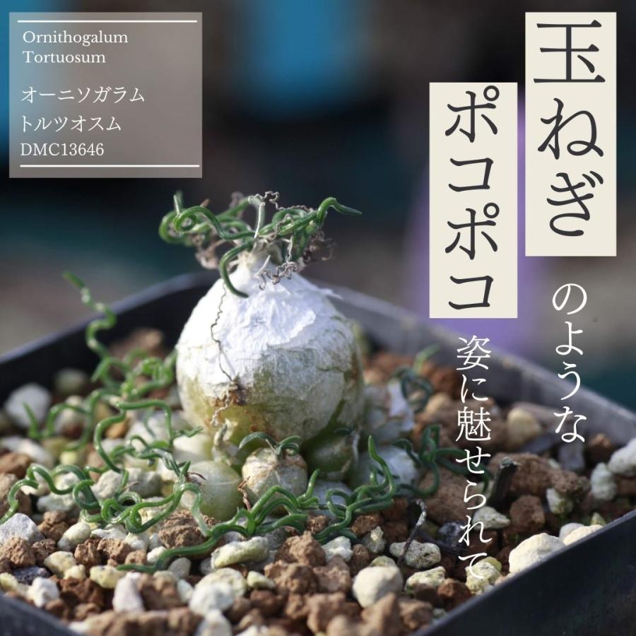 珍奇植物 ビザールプランツ オーニソガラム トルツオスム Ornithogalum Tortuosum Dmc 種類 花 球根 313 Tort Dmc1 Erioquest 通販 Yahoo ショッピング