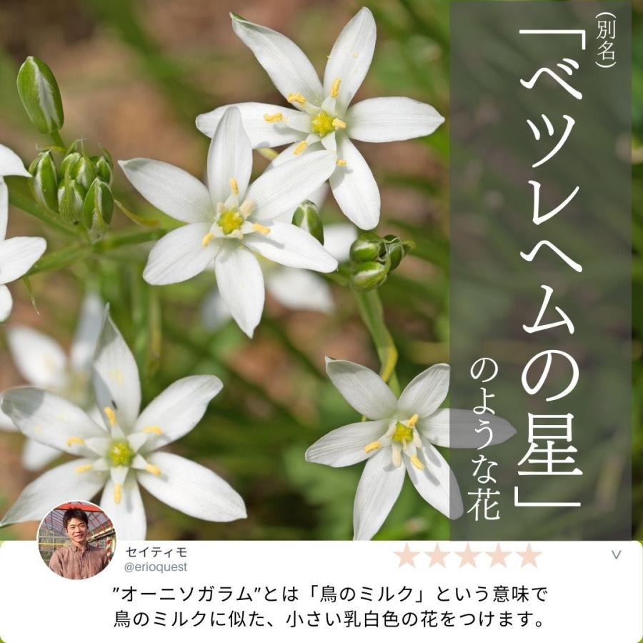 オーニソガラム トルツオスム Ornithogalum Tortuosum Dmc 通販 実生 2 5号 ケープバルブ 南ア 球根 オオアマナ 大甘菜 ベツレヘムの星 エリオクエスト 313 Tort Dmc1 Erioquest 通販 Yahoo ショッピング