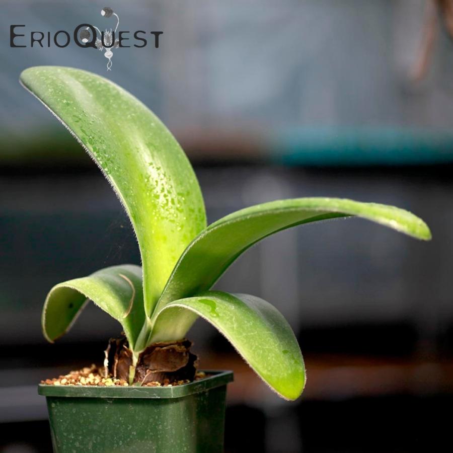 ハエマンサス アルビフロス マユハケオモト Haemanthus Albiflos 種類 花言葉 販売 マッソニア Massonia 32 Haem Albi Erioquest 通販 Yahoo ショッピング