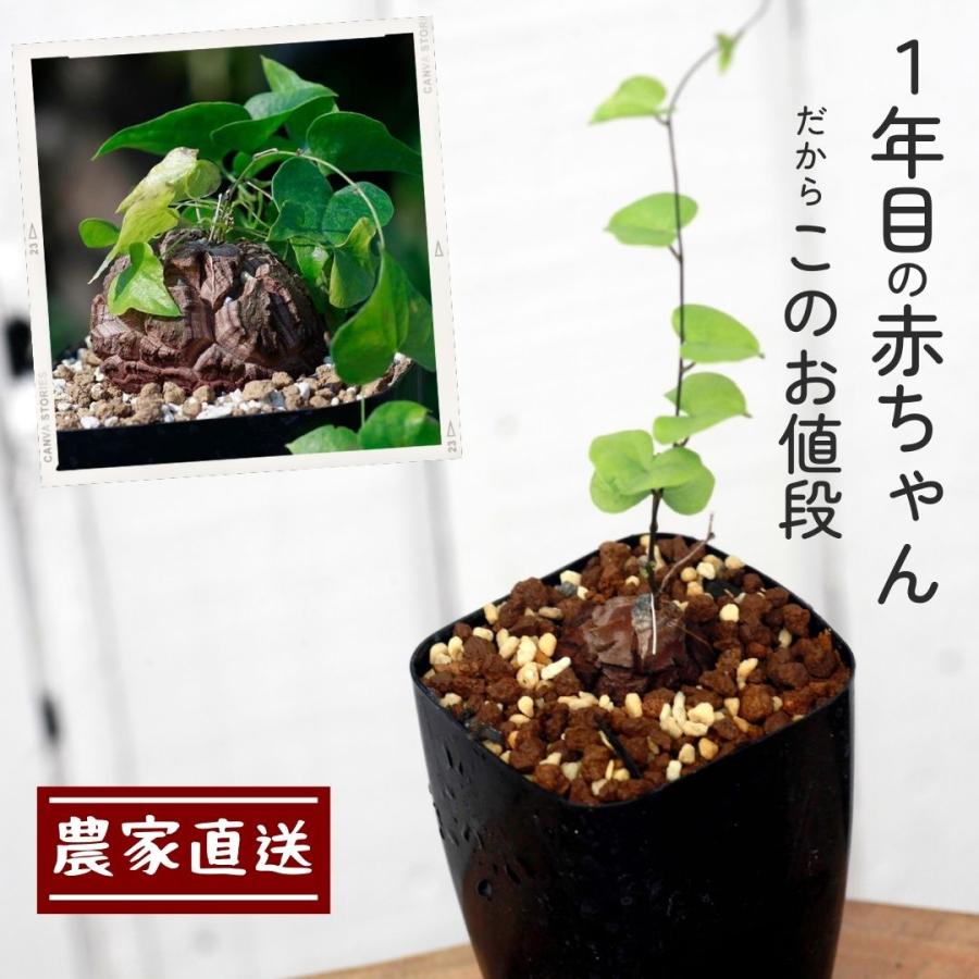 亀甲竜 実生 2年目 | www.couros.com.pe