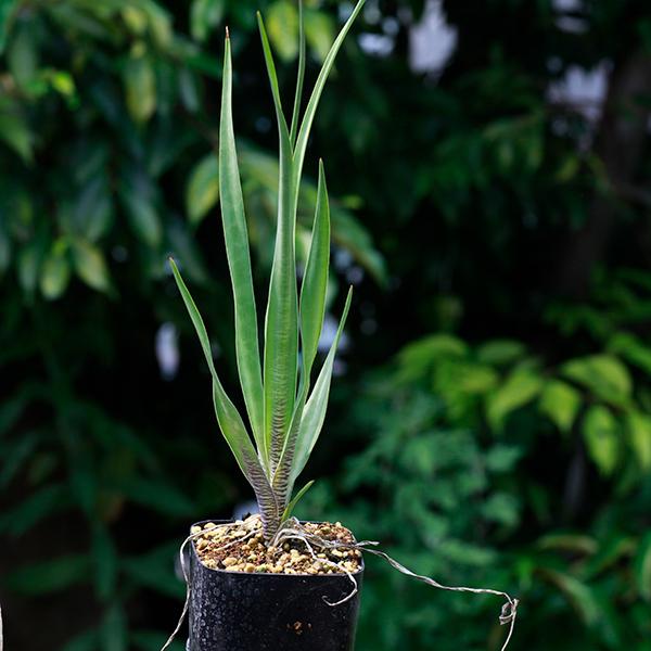 観葉植物 小さい 珍奇植物 ビザールプランツ 南アフリカ 球根 レデボウリア マルギナータ Ledebouria Margina 球根 販売 豹柄 クサキカズラ科 354 Lede Marg Erioquest 通販 Yahoo ショッピング