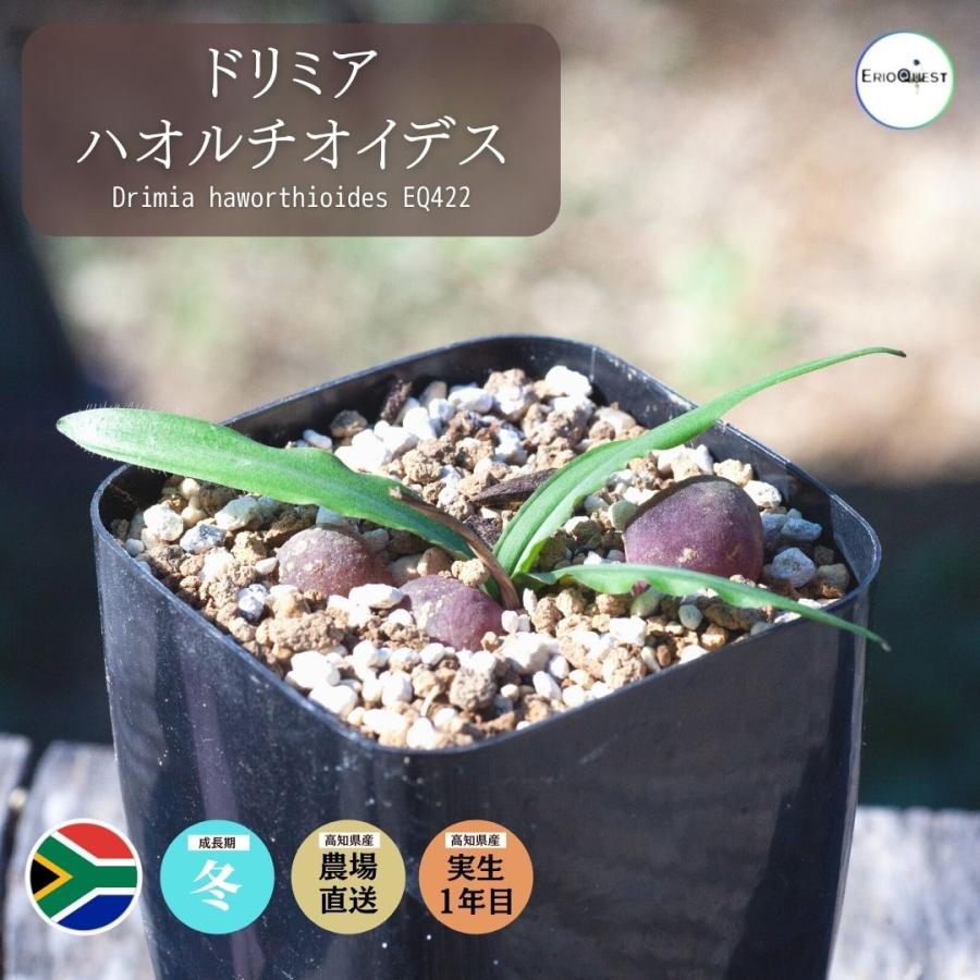 観葉植物 小さい 珍奇植物 南アフリカ 球根 珍しい 植物 花 ガジュマル ドリミア ハオルチオイデス Drimia Haworthioides 37 Drim Hawo Erioquest 通販 Yahoo ショッピング