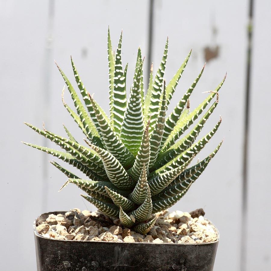 【SALE 7/1~】 【 ピンク 鉢 付き 】 観葉植物 インテリア ハオルチア 十二巻き アテヌアータ サンスベリア センセベリア ガジュマル エケベリア エリオクエスト|erioquest|02
