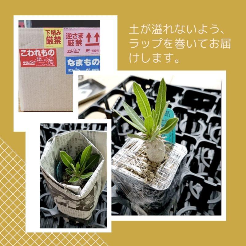 【SALE 7/1~】 【 ピンク 鉢 付き 】 観葉植物 インテリア ハオルチア 十二巻き アテヌアータ サンスベリア センセベリア ガジュマル エケベリア エリオクエスト|erioquest|12