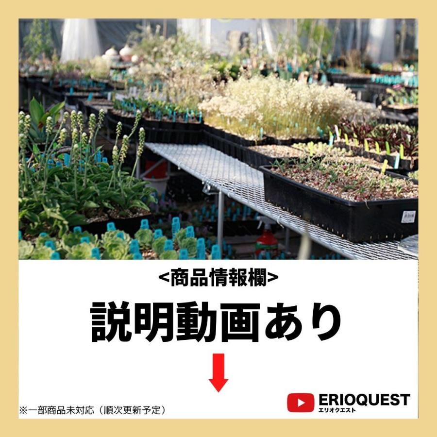 【SALE 7/1~】 【 ピンク 鉢 付き 】 観葉植物 インテリア ハオルチア 十二巻き アテヌアータ サンスベリア センセベリア ガジュマル エケベリア エリオクエスト|erioquest|13