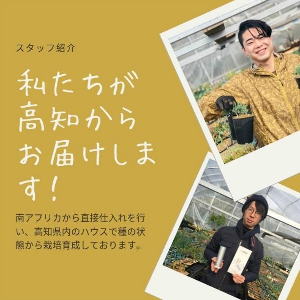 【SALE 7/1~】 【 ピンク 鉢 付き 】 観葉植物 インテリア ハオルチア 十二巻き アテヌアータ サンスベリア センセベリア ガジュマル エケベリア エリオクエスト|erioquest|06