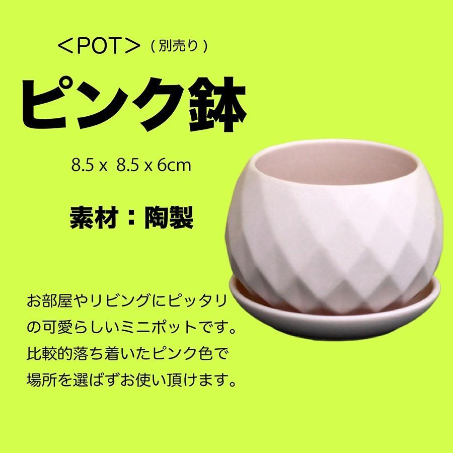 【SALE 7/1~】 【 ピンク 鉢 付き 】 観葉植物 インテリア ハオルチア 十二巻き アテヌアータ サンスベリア センセベリア ガジュマル エケベリア エリオクエスト|erioquest|08