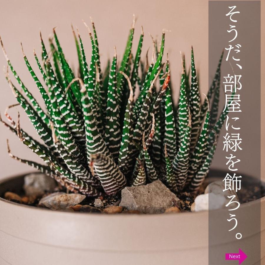 多肉植物 観葉植物 小さい オシャレ おしゃれ ハオルチア アテヌアータ 十二の巻 アロエ サンスベリア エケベリア セダム インテリア 384 Hawo Atte Erioquest 通販 Yahoo ショッピング