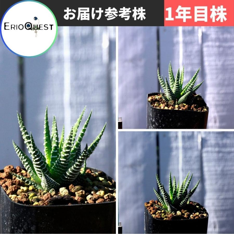多肉植物 ハオルチア アテヌアータ 十二の巻 Haworthia Attenuata 384 Hawo Atte Erioquest 通販 Yahoo ショッピング