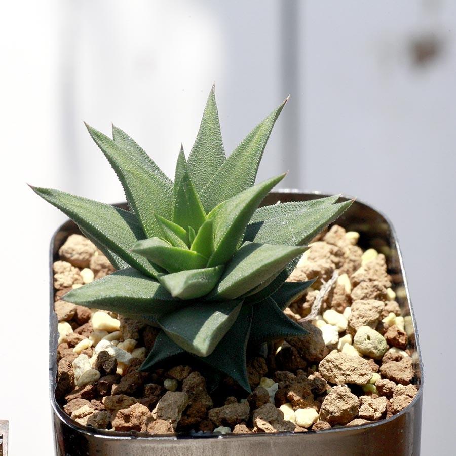 ピンク 鉢 入り ハオルチア トルツオサ 五重塔 Haworthia Tortuosa 多肉 植物 おしゃれ 鉢 インテリア テレワーク 3号 388 Hawo Tort P Erioquest 通販 Yahoo ショッピング