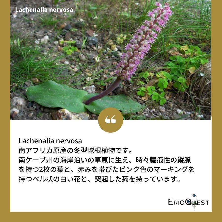 ラケナリア ネルボーサ Lachenalia nervosa JAA1448｜erioquest｜02