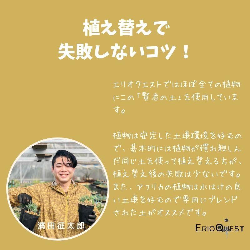 観葉植物 小さい 多肉植物 珍奇植物 ビザールプランツ 南アフリカ 球根 ラケナリア パチュラ Eq405 Lachenalia Patula S Of Vanrhynsdorp 405 Patu Eq40 Erioquest 通販 Yahoo ショッピング