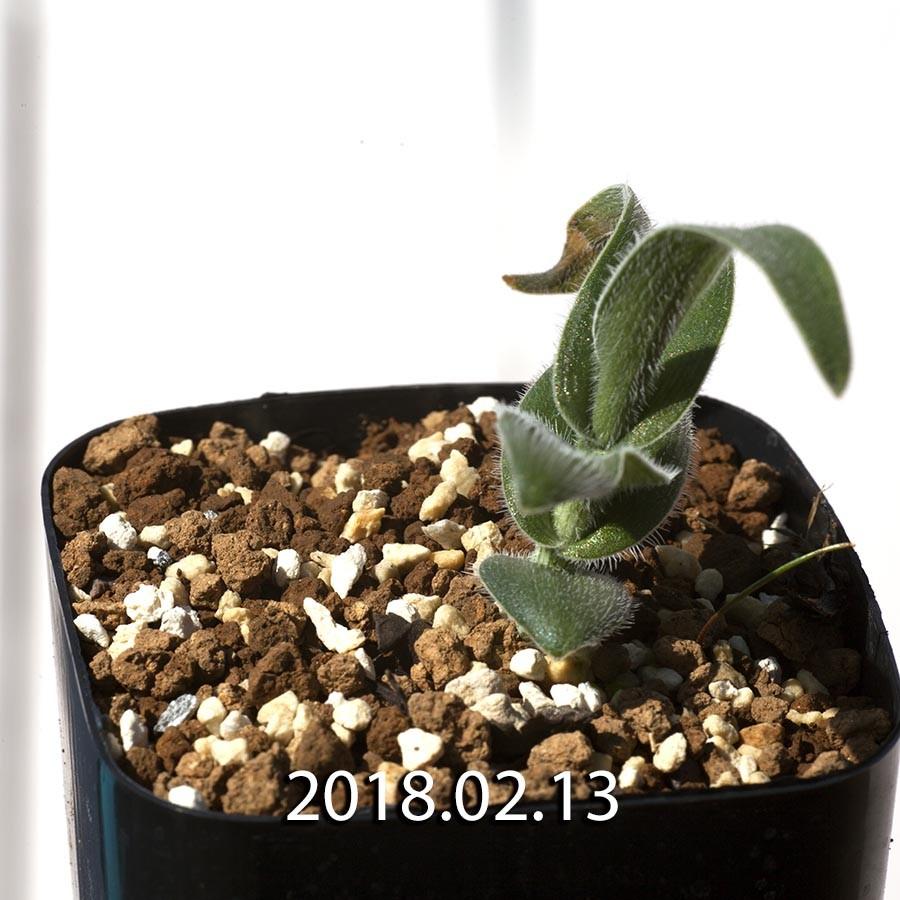 オーニソガラム ヒスピダム Ornithogalum Hispidum Eq436 オオアマナ 球根 花 白 ユリ ベツレヘムの星 436 Hisp Eq43 Erioquest 通販 Yahoo ショッピング