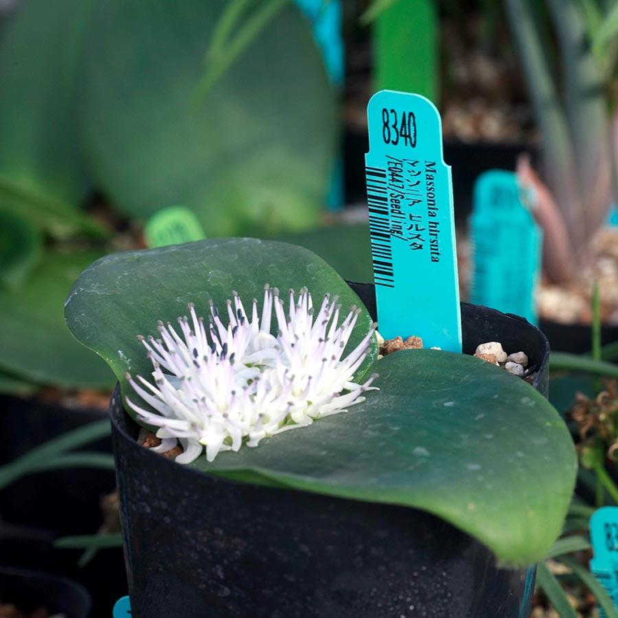 マッソニア ヒルスタ Massonia Hirsuta Eq447 実生 販売 サボテン 花 球根 珍しい 植物 447 Hirs Eq44 Erioquest 通販 Yahoo ショッピング