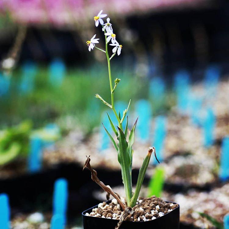 観葉植物 小さい 多肉植物 珍奇植物 ビザールプランツ 南アフリカ 球根 キアネラ ヒヤシントイデス Cyanella Hyacinthoides 461 Hyac Eq46 Erioquest 通販 Yahoo ショッピング