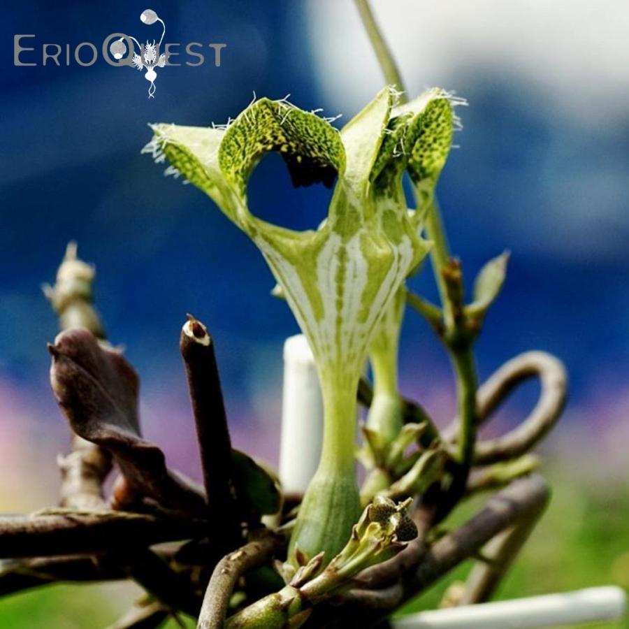 多肉植物 ケープバルブ 観葉植物 小さい南アフリカ 球根 ガジュマル セロペギア サンダーソニー Ceropegia Sandersonii Eq490 490 Sand Eq49 Erioquest 通販 Yahoo ショッピング