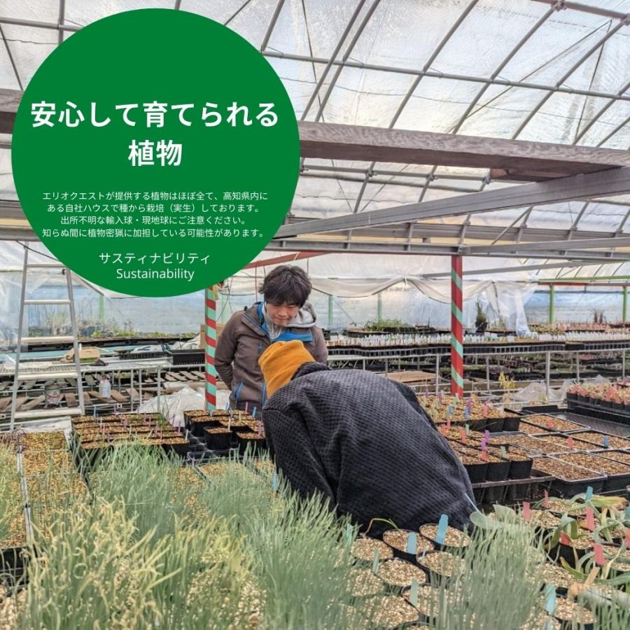 ユッカ リギダ Yucca rigida EQ493 : ERIOQUEST - 通販 - Yahoo