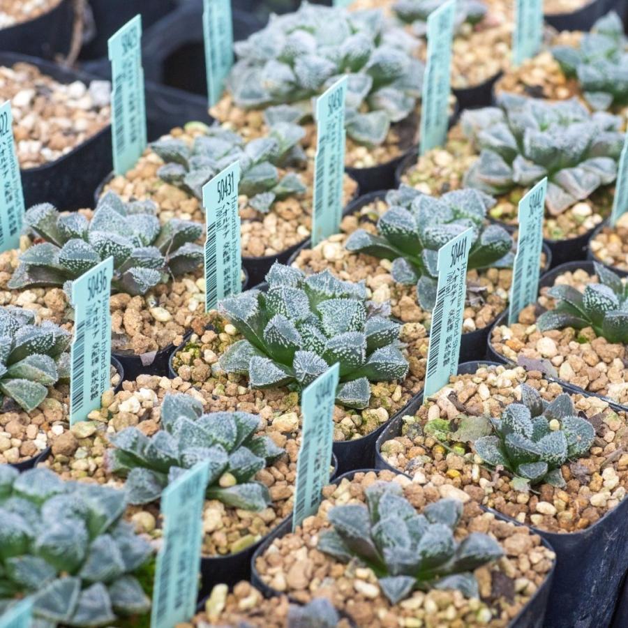 多肉植物 観葉植物 ハオルチア 交配種新 氷砂糖 エケベリア 多肉植物 観葉植物 ハオルチア 交配種新 氷砂糖 エケベリア