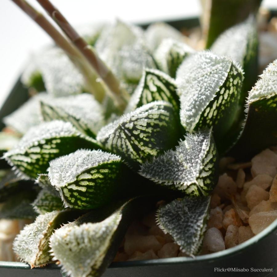 多肉植物 観葉植物 ハオルチア 交配種新 氷砂糖 エケベリア 多肉植物 観葉植物 ハオルチア 交配種新 氷砂糖 エケベリア