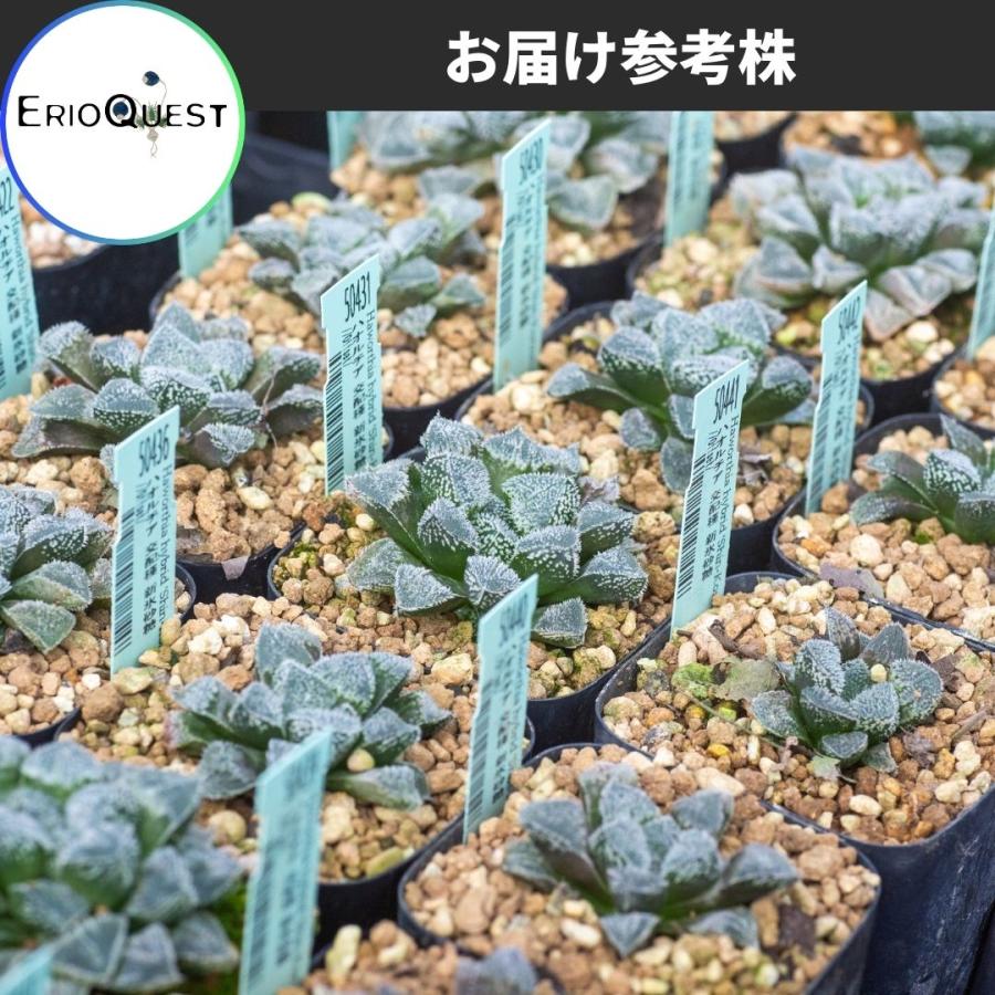 多肉植物 観葉植物 ハオルチア 交配種新 氷砂糖 エケベリア 多肉植物 観葉植物 ハオルチア 交配種新 氷砂糖 エケベリア