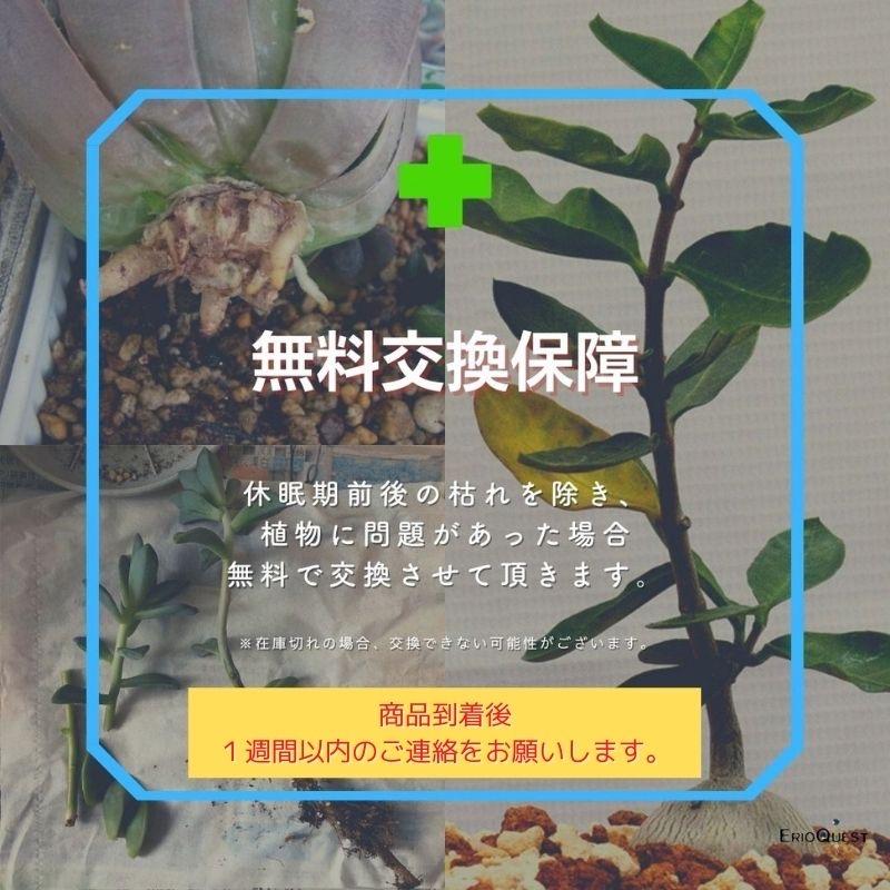 ゲチリス ベルティシラータ Gethyllis verticillata EQ554 ゲチリス ベルティシラータ Gethyllis verticillata EQ554