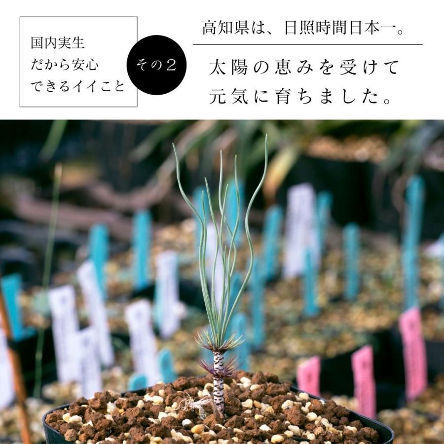 ゲチリス ベルティシラータ Gethyllis verticillata EQ554