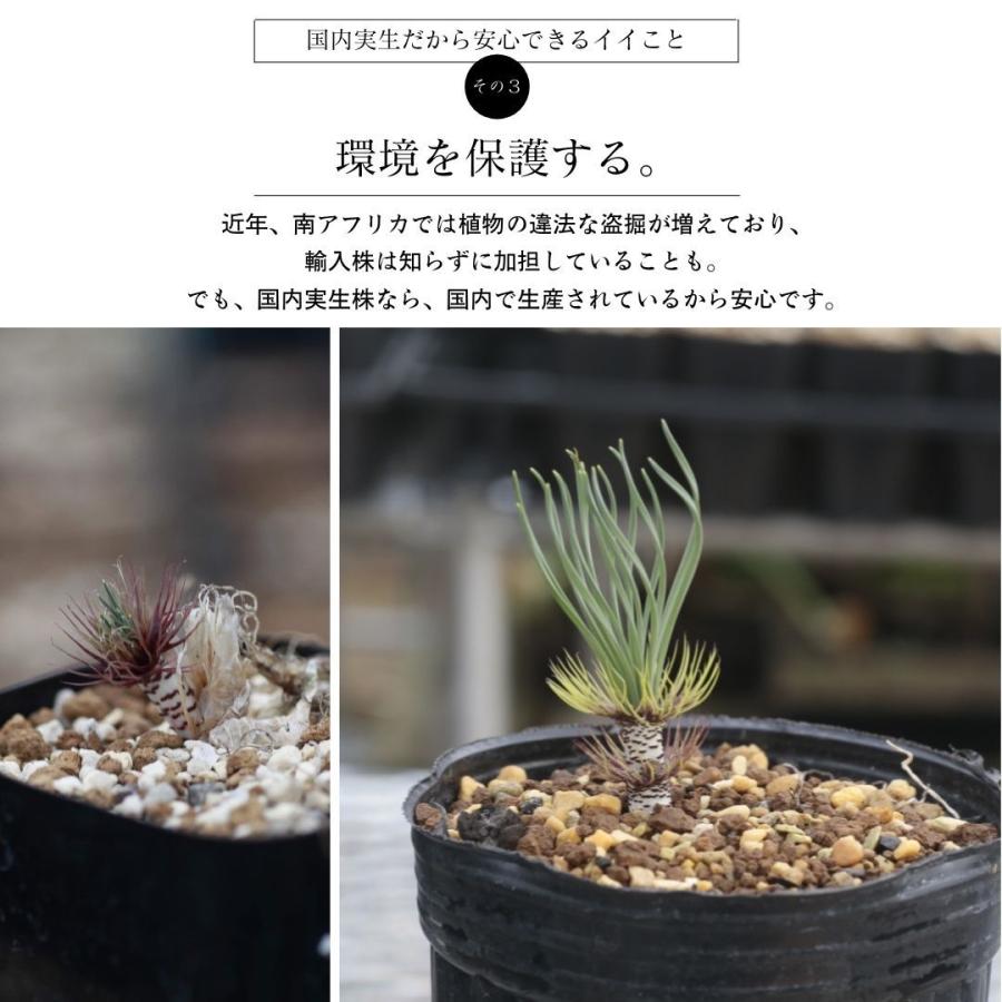 ゲチリス ベルティシラータ Gethyllis verticillata EQ554 ゲチリス ベルティシラータ Gethyllis verticillata EQ554