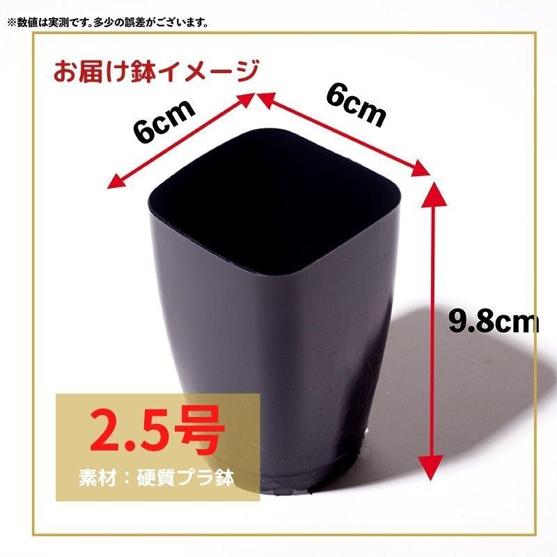 エリオスペルマム クーペリ Eriospermum cooperi EQ558 通販 エリオスペルマム クーペリ Eriospermum cooperi EQ558 通販