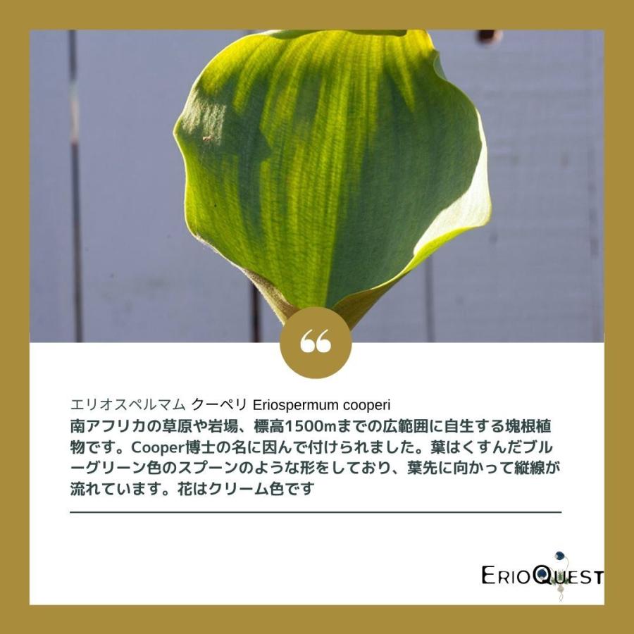 エリオスペルマム クーペリ Eriospermum cooperi EQ558 通販 エリオスペルマム クーペリ Eriospermum cooperi EQ558 通販