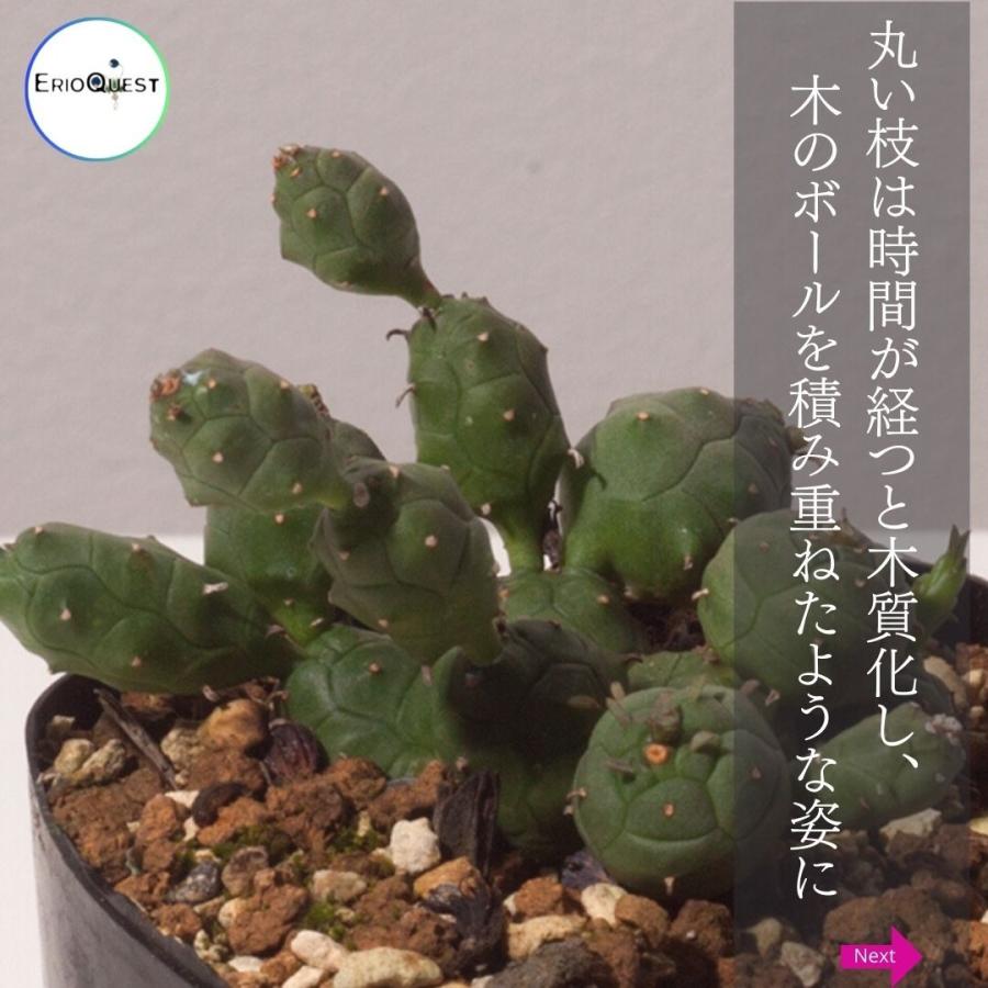 ユーフォルビア グロボーサ 玉鱗宝 Euphorbia Globosa 多肉 植物 珍しい サボテン 観葉植物 598 Euph Glob Erioquest 通販 Yahoo ショッピング