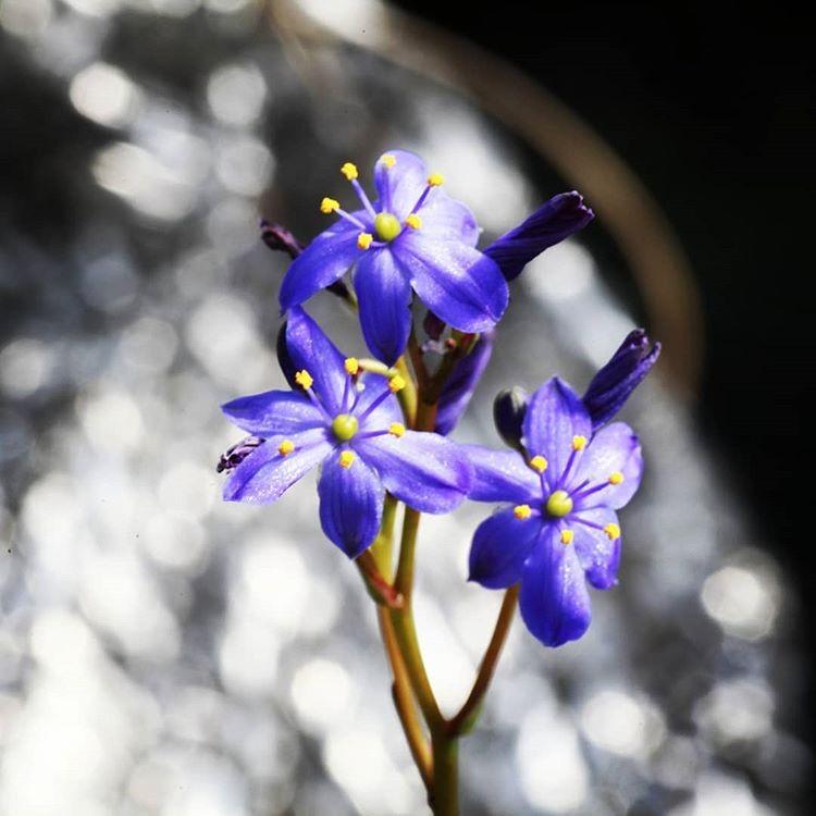 カマイスキラ スピラリス Chamaeschilla Spiralis キジカクシ 花 紫 青 球根 珍しい 植物 60 Cham Spir Erioquest 通販 Yahoo ショッピング