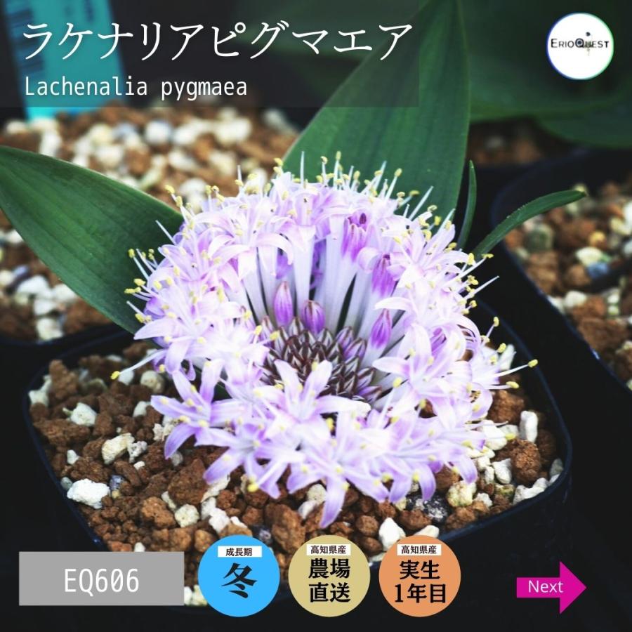 多肉植物 ケープバルブ 観葉植物 小さい 珍奇植物 ビザールプランツ 南アフリカ 球根 ラケナリア ピグマエア Lachenalia Pygmaea Eq606 新作アイテム毎日更新