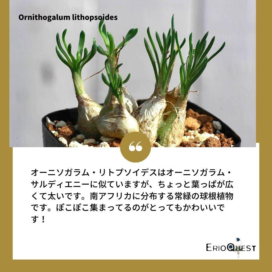 珍奇植物 南アフリカ 球根 オーニソガラム リトプソイデス Ornithogalum Lithopsoides Eq612 オオアマナ ベツレヘムの星 612 Lith Eq61 Erioquest 通販 Yahoo ショッピング
