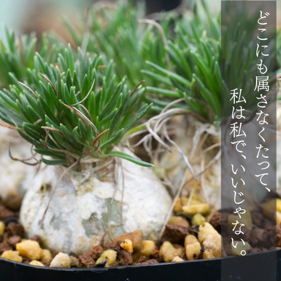 オーニソガラム オオアマナ 未種別種 Ornithogalum sp. EQ615｜erioquest｜02