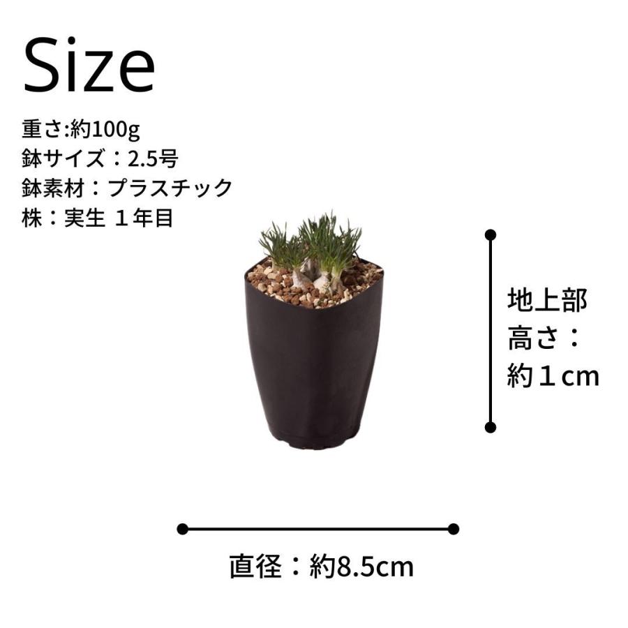 オーニソガラム オオアマナ 球根 白 珍しい ユリ Ornithogalum Sp Eq615 615 Unid Eq61 Erioquest 通販 Yahoo ショッピング