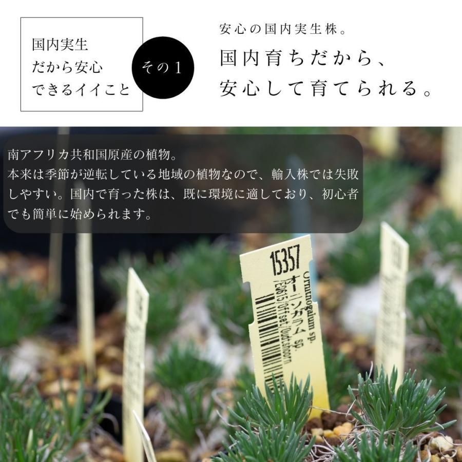 珍奇植物 ビザールプランツ オーニソガラム オオアマナ 未種別種 Ornithogalum Sp Eq615 種類 花 球根 615 Unid Eq61 Erioquest 通販 Yahoo ショッピング