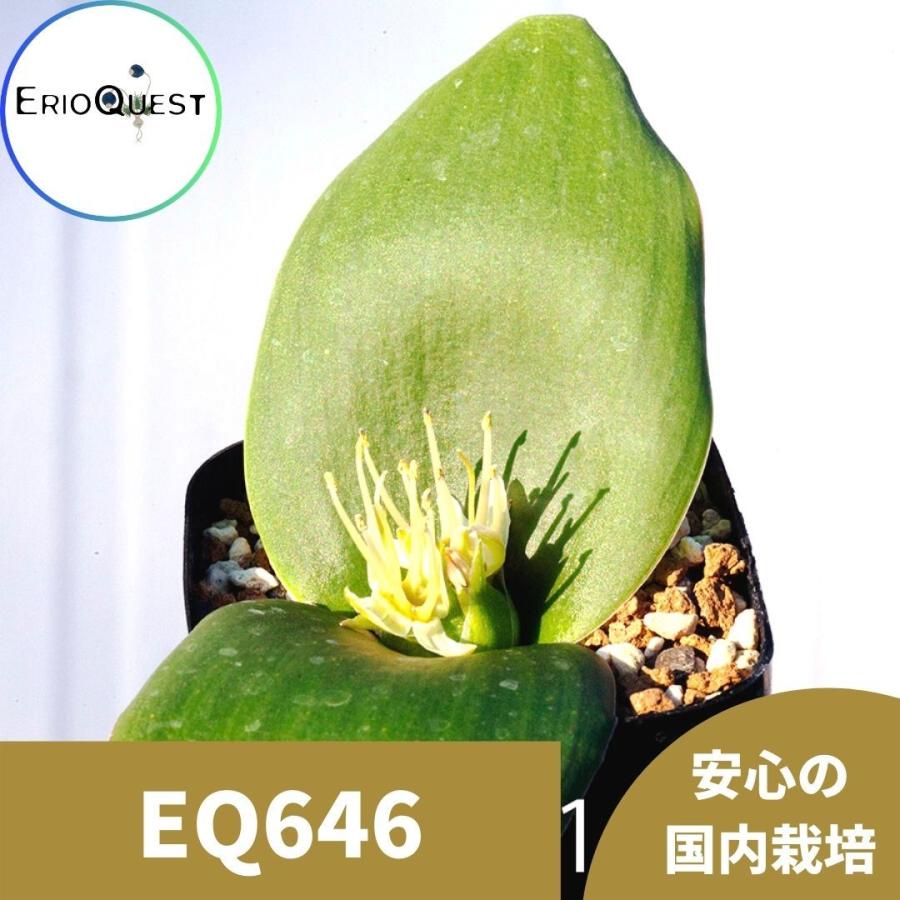 750円 卸売り 多肉植物 ケープバルブ 観葉植物 小さい 珍奇植物 ビザールプランツ 南アフリカ 球根 マッソニア デプレッサ Eq646 Massonia Depressa